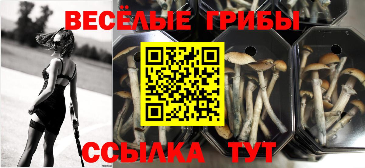 Кстово  Галлюциногенные грибы Psilocybine cubensis  Галлюциногенные грибы мицелий  Вход с VPN 