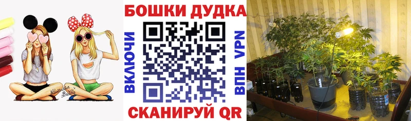 Конопля сатива  Кстово 